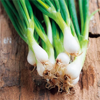 有機種子 ネギ スプリングオニオン ホワイトリスボン