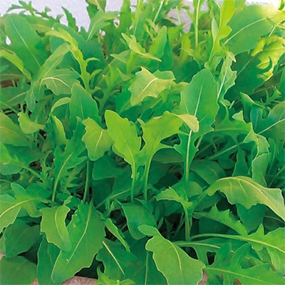 有機種子 ワイルドロケット セルバチコ アラグラ ローマ