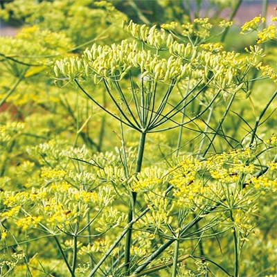 有機種子 スイートフェンネル