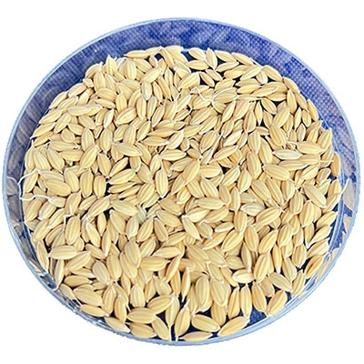 陸稲（モチ種） ひたちはたもち