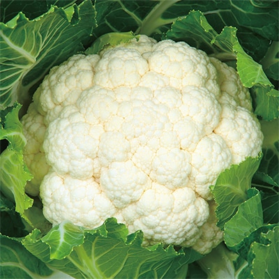 カリフラワー オーナメントホワイト