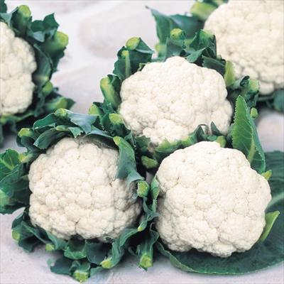 カリフラワー バージンロード