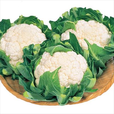 カリフラワー バロック