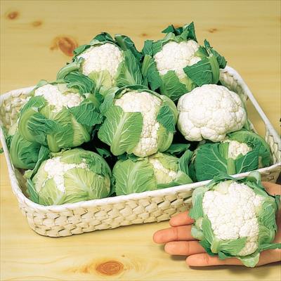 カリフラワー 美星(R)