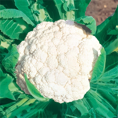 カリフラワー 野崎早生