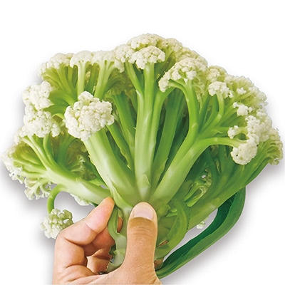 カリフラワー ゆきのこ65