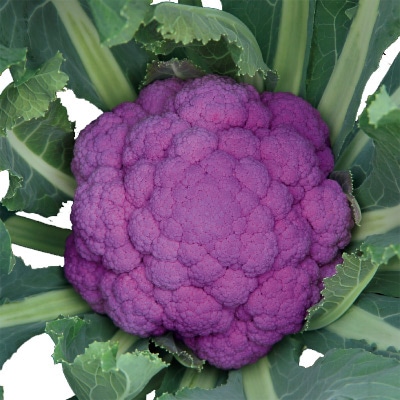 カリフラワー オーナメントパープル