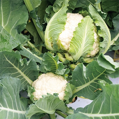 カリフラワー パールロード