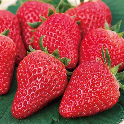 イチゴ 紅ほっぺ