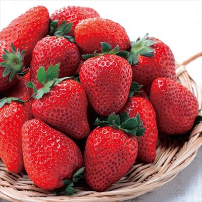 イチゴ おいCベリー