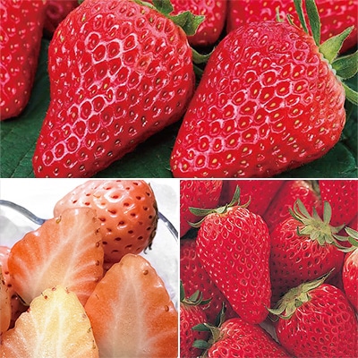 イチゴ 食べ比べ 3種セット