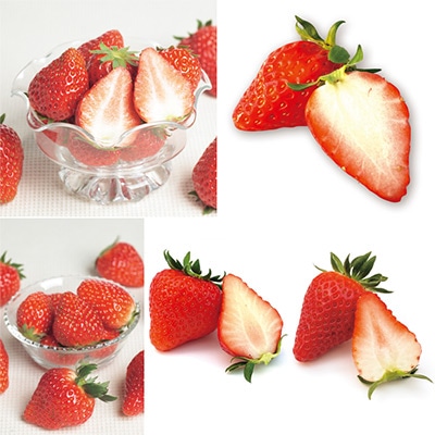 ジフィーセブンC苗 イチゴ 5種セット