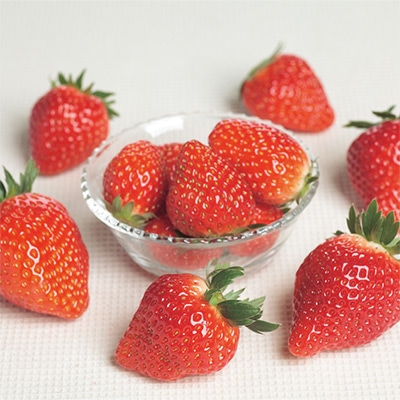 ジフィーセブンC苗 イチゴ とちおとめ