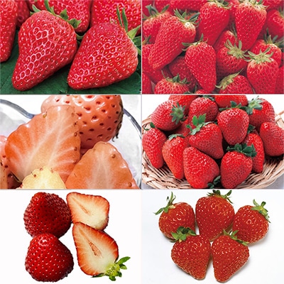 イチゴ よりどり6種セット