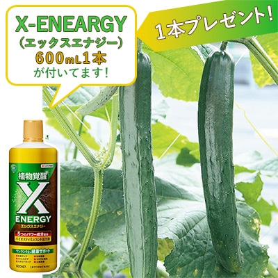 おうち野菜（R） キュウリ 夏バテ知らず 自根苗