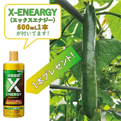 おうち野菜（R） キュウリ フリーダム203 自根苗