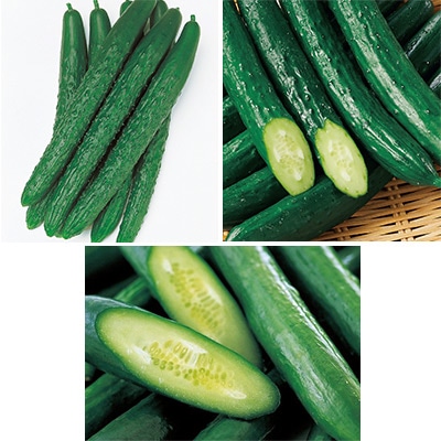 キュウリ 食べ比べ 3種セット 6月上旬発送予定