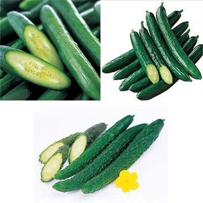 キュウリ おすすめ 3種セット 接木苗