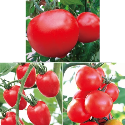 おうち野菜(R) トマト 3種セット 4月中～下旬発送予定