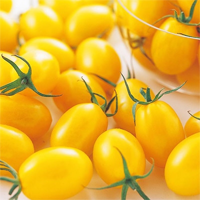 ミニトマト イエローアイコ 自根苗