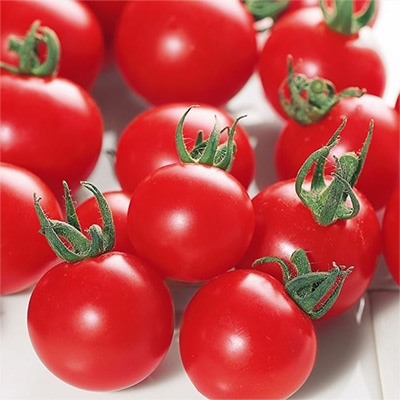 ミニトマト キャロルパッション 自根苗