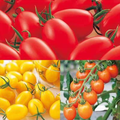 ミニトマト 食べ比べ 3種セット 4月中～下旬発送予定