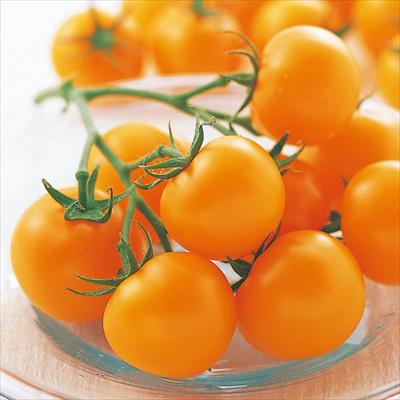 中玉トマト シンディーオレンジ 接木苗