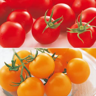 中玉トマト 食べ比べ 2種セット 4月中～下旬発送予定