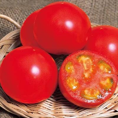 大玉トマト パルト 接木苗