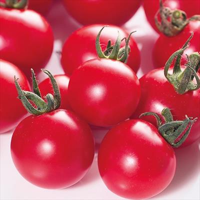 ミニトマト キャロルパッション 接木苗