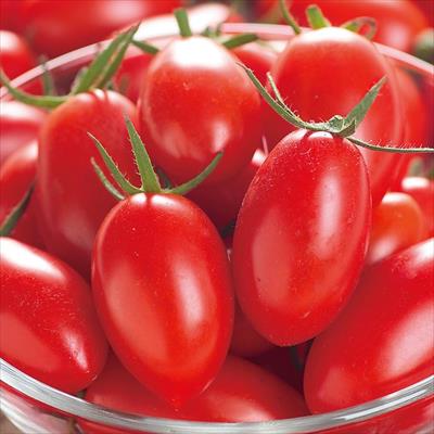 ミニトマト アイコ 接木苗