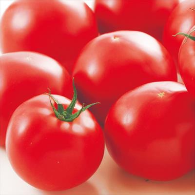 大玉トマト 麗夏 5月中～下旬発送予定