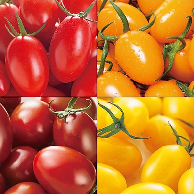 ミニトマト アイコシリーズ 4種セット 接木苗