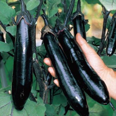 ナス 飛天長 5月中～下旬発送予定