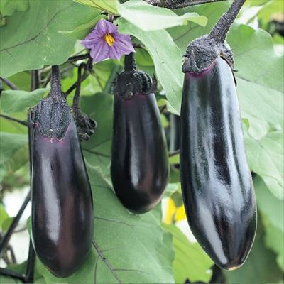 おうち野菜（R） ナス くろぷり(R) 自根苗