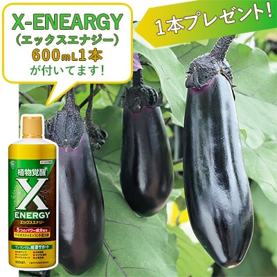 おうち野菜（R） ナス くろぷり 自根苗