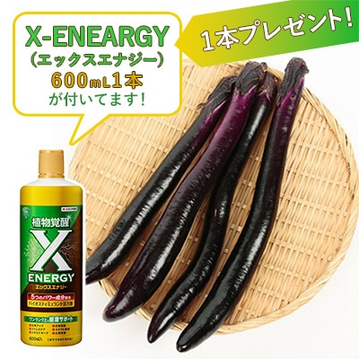 おうち野菜（R） ナス 夏豊作 自根苗