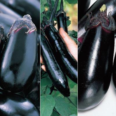 ナス 食べ比べ 3種セット 4月中～下旬発送予定