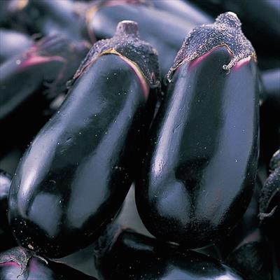 ナス ごちそう 接木苗