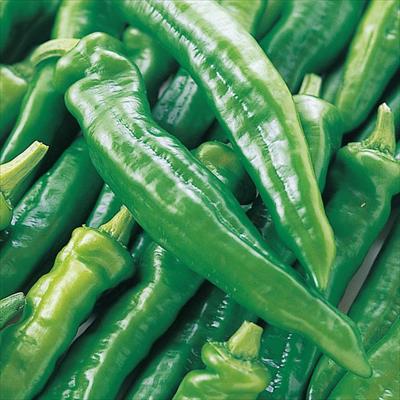 万願寺トウガラシ 接木苗