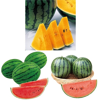 おいしい小玉スイカ 3種セット 接木苗
