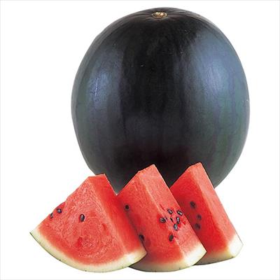 大玉スイカ タヒチ 接木苗