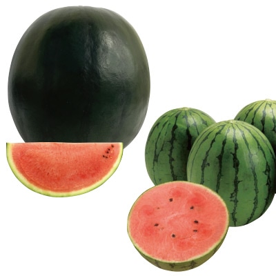 人気のスイカ 2種セット 接木苗