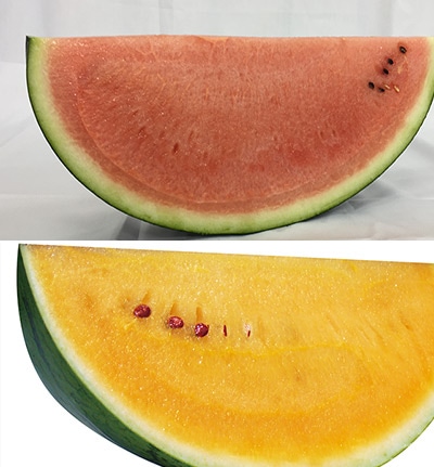 大玉スイカ 魅力の2種セット 接木苗