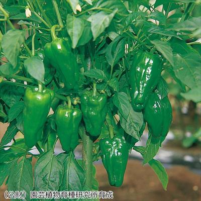 ピーマン あきの 接木苗