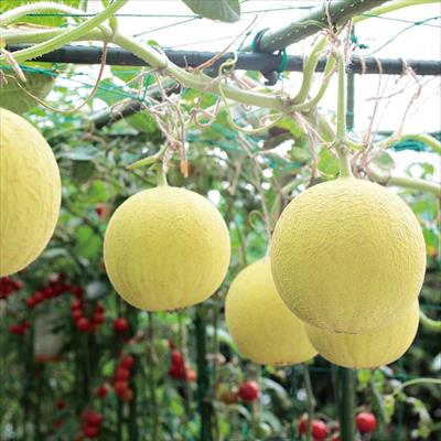 ネットメロン ころたん(R) 4月中～下旬発送予定 自根苗3ポット1組