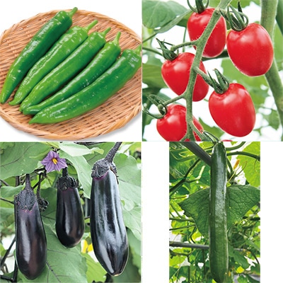 おうち野菜(R) おすすめ商品4種セット 4月中～下旬発送予定