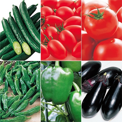 お試し野菜苗 接木苗 6種セット 5月中～下旬発送予定