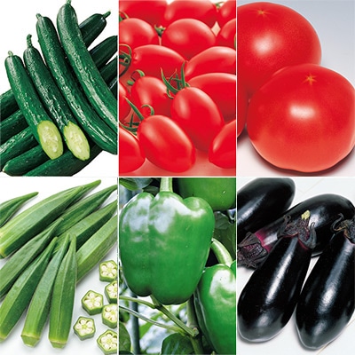 サカタのタネ オリジナル自根苗  6種セット