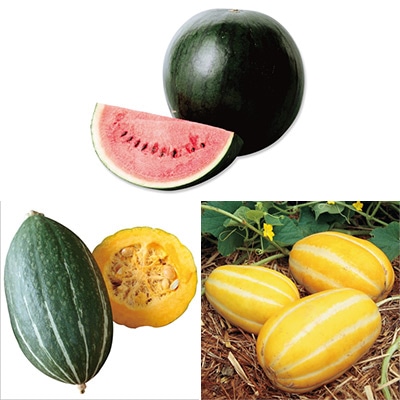 おうち野菜(R) つる性3種セット